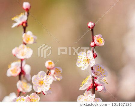 整齊的紅梅盛開預示著春天的到來 101167125