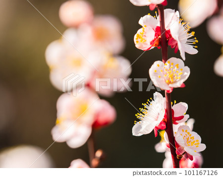 整齊的紅梅盛開預示著春天的到來 整齊的紅梅盛開預示著春天的到來 101167126