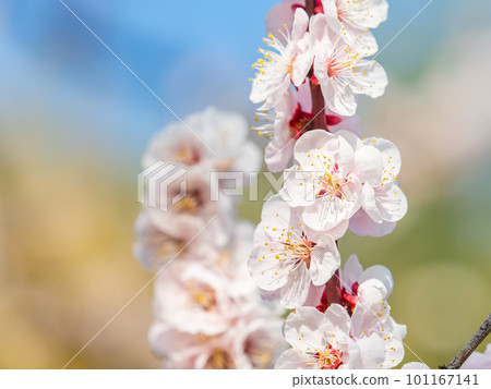Neat red plum blossoms in full bloom heralding the arrival of spring 101167141
