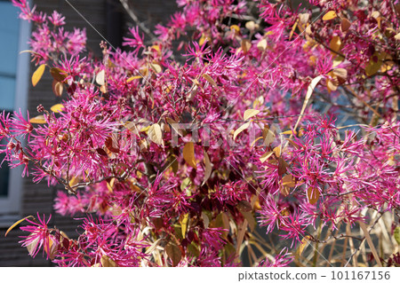 粉紅色的金縷梅花 粉紅色的金縷梅花 101167156