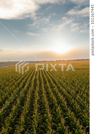 Aerial view of corn field 101167445
