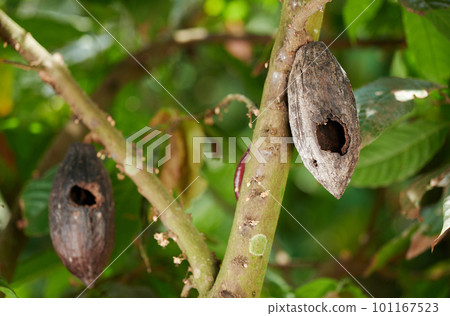 Cacao fungus Disease theme Cacao fungus Disease theme 101167523