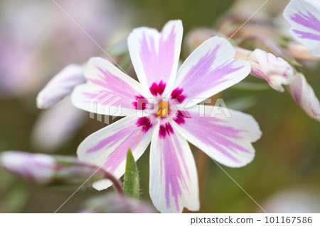 可愛的粉紅色苔蘚福祿考開始開花 101167586