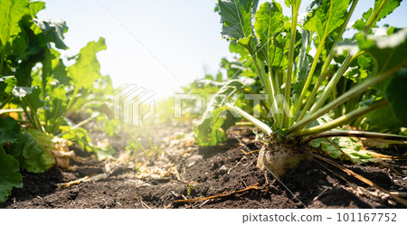Sugar beet close up Sugar beet close up 101167752
