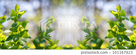 Blurred natural green spring and summer background Blurred natural green spring and summer background 101167823