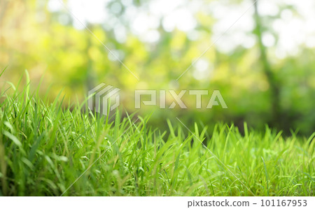 green grass filed close up with blur background green grass filed close up with blur background 101167953