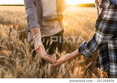 Couple of farmers examines the field of cereals Couple of farmers examines the field of cereals 101168456