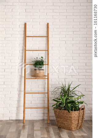 Beautiful green potted plants in stylish room interior Beautiful green potted plants in stylish room interior 101168730