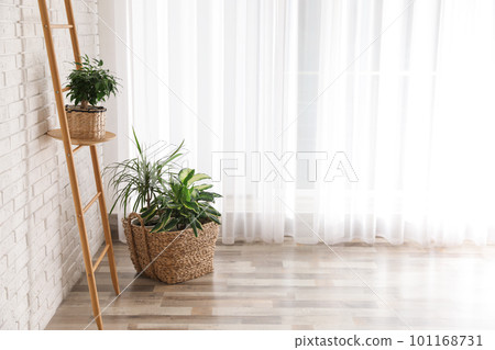 Beautiful green potted plants in stylish room interior. Space for text 101168731