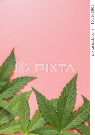 Weed, cannabis, hemp, marijuana leaf on colorful background. Weed, cannabis, hemp, marijuana leaf on colorful background. 101168902