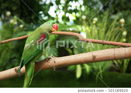 Beautiful Alexandrine Parakeet on tree branch outdoors Beautiful Alexandrine Parakeet on tree branch outdoors 101169820