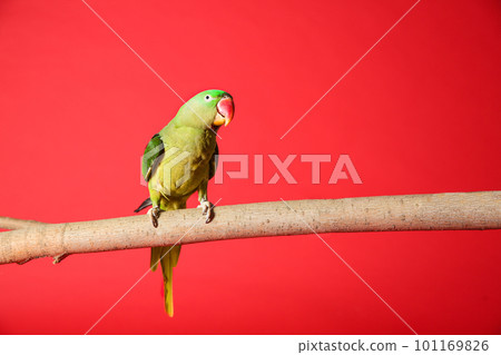 Beautiful Alexandrine Parakeet on tree branch against red background Beautiful Alexandrine Parakeet on tree branch against red background 101169826