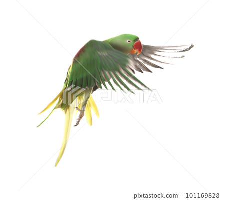 Beautiful Alexandrine parakeet flying isolated on white 101169828