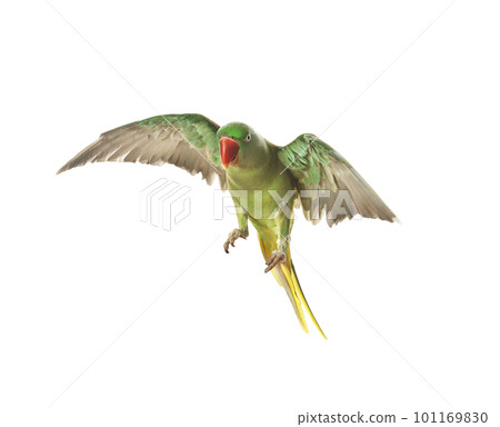 Beautiful Alexandrine parakeet flying isolated on white Beautiful Alexandrine parakeet flying isolated on white 101169830