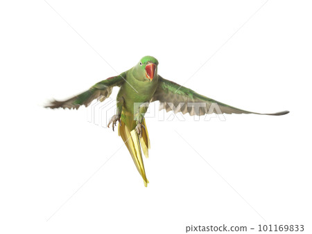 Beautiful Alexandrine parakeet flying isolated on white 101169833