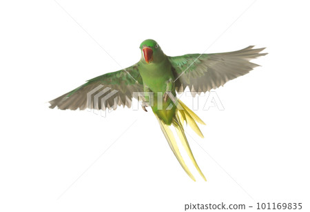 Beautiful Alexandrine parakeet flying isolated on white Beautiful Alexandrine parakeet flying isolated on white 101169835
