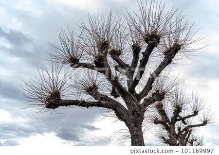 crown of a tree without leaves on a blue sky 101169997
