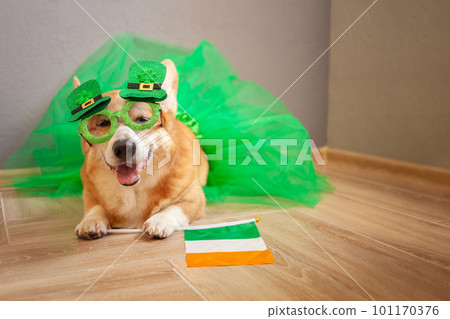 Funny corgi dog in costume, Irish holiday, St. Patrick's Day, glasses, shamrock, flag of Ireland, 101170376