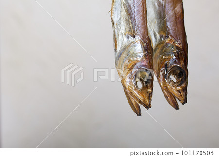 Putassu Cold smoked. Hanging on a string. The fish is wrapped with a strip of paper. Tied with linen twine. Close-up. Putassu Cold smoked. Hanging on a string. The fish is wrapped with a strip of paper. Tied with linen twine. Close-up. 101170503