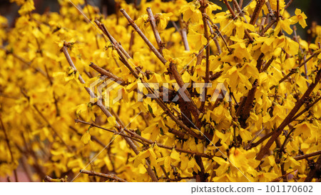 forsythia bush closeup. bright yellow blossom in spring forsythia bush closeup. bright yellow blossom in spring 101170602