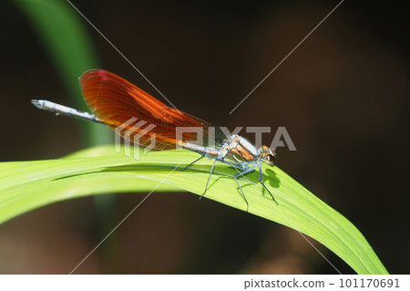 Kawata dragonfly (male, orange bowl type) 101170691