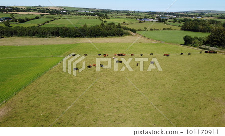 Cows on a meadow on a summer day. Green farm fields at noon. Agricultural landscape, top view, green grass field. 101170911