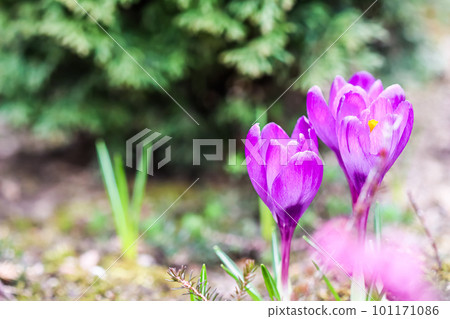 The first purple crocus in a spring garden. Botanical concept The first purple crocus in a spring garden. Botanical concept 101171086