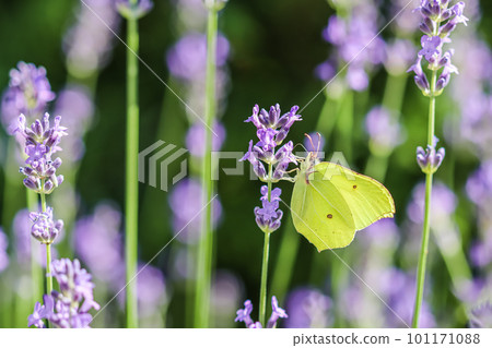 Beautiful yellow Gonepteryx rhamni or common brimstone butterfly on a purple lavender flower in a sunny garden. 101171088