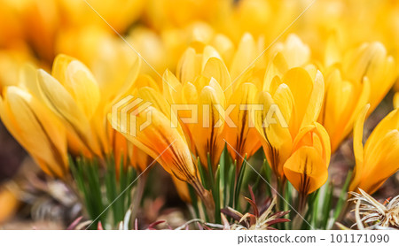 Yellow crocus flowers. Macro floral background for holiday brand design Yellow crocus flowers. Macro floral background for holiday brand design 101171090