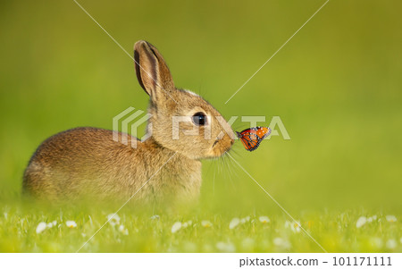 Portrait of a cute little rabbit with a butterfly on nose Portrait of a cute little rabbit with a butterfly on nose 101171111