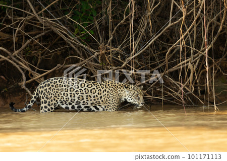 Close up of a Jaguar hunting in a river 101171113