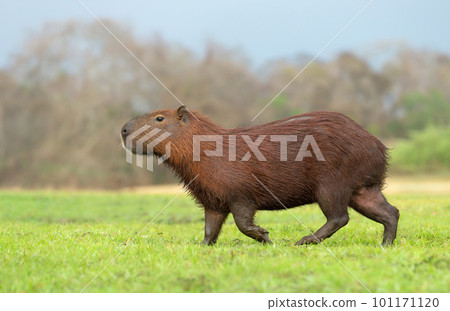 Close up of Capybara on a river bank 101171120