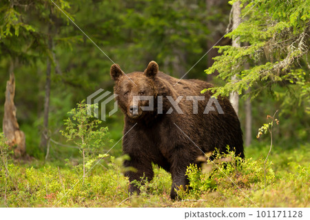 Close up of an Eurasian Brown bear in a forest 101171128