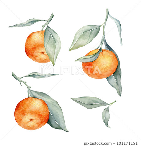 Set of mandarin branches with green leaves. Isolated. Watercolor clipart illustrations, collection of citrus fruits, orange, botanical painting 101171151