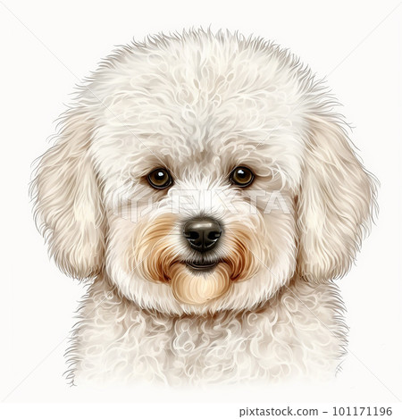 Cute white fluffy dog breed bichon portrait close-up, isolated on white, unusual pet,  101171196