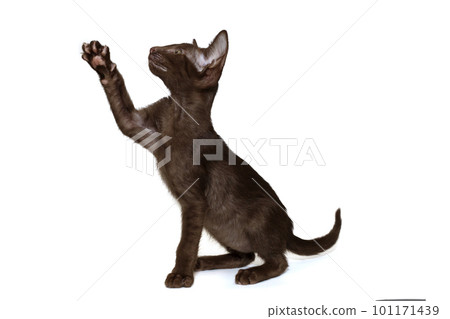 Black oriental kitten plays 101171439