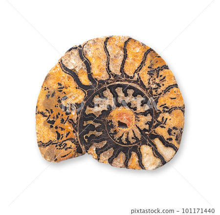 Ammonite longitudinal section. Sagittal cut through a spiral shaped fossil shell of an extinct marine mollusc animal, revealing the internal chambers and septa. Polished example from above over white. 101171440