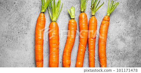 Fresh raw organic farm carrots with leafs arranged on grey rustic stone background top view, healthy carrots in balanced nutrition and cooking concept Fresh raw organic farm carrots with leafs arranged on grey rustic stone background top view, healthy carrots in balanced nutrition and cooking concept 101171478