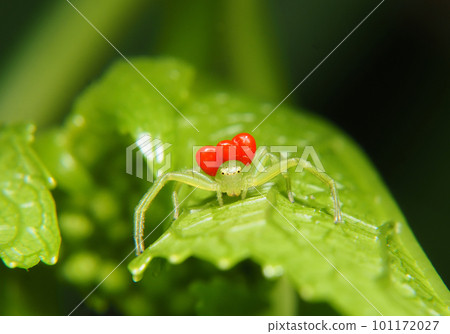 A larva of a kind of Takara mite parasitic on a red spider 101172027