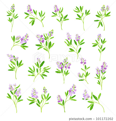 Alfalfa or Lucerne Healing Flower with Elongated Leaves and Clusters of Small Purple Flowers Big Vector Set 101172202
