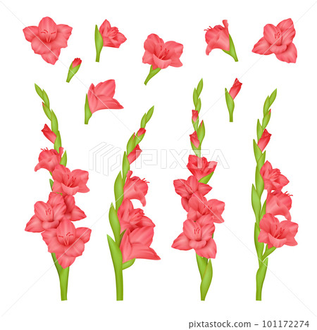 Realistic gladiolus. Colourful buds of beautiful flowers decent vector pictures set isolated Realistic gladiolus. Colourful buds of beautiful flowers decent vector pictures set isolated 101172274
