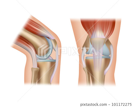 Knee anatomy. Realistic medical placard with side views of human healthy knee decent vector template 101172275
