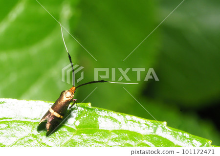 Hosoobi Higenaga (female) 101172471