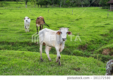 Green fields and meadows in the countryside of Pomerode, Santa Catarina in Brazil 101172580