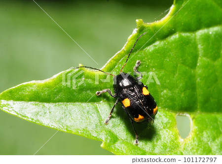 Black rot beetle Black rot beetle 101172797