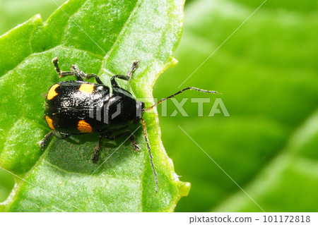 黑腐甲蟲 101172818