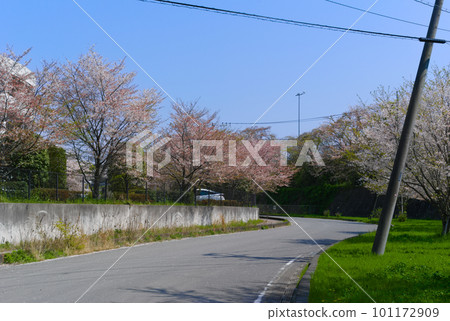 Scenery of Kirigaya, Nagareyama City, Chiba Prefecture _ Scenery with cherry blossoms April 2023 101172909