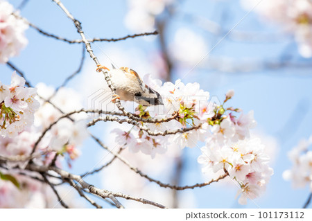[Sparrow] A sparrow who came to eat cherry blossoms 101173112