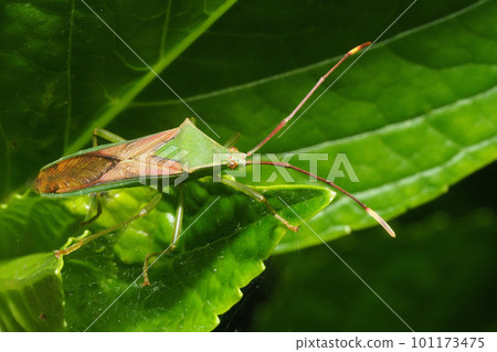 Spotted Spider Bug Spotted Spider Bug 101173475