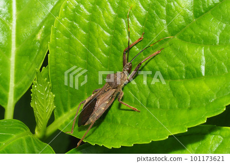 Ohtobi turtle 101173621